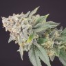 Семена конопли  White Dwarf feminised Ganja Seeds