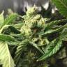 Семена конопли  Skunk Amsterdam feminised Ganja Seeds