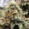 Семена конопли  Skunk Amsterdam feminised Ganja Seeds