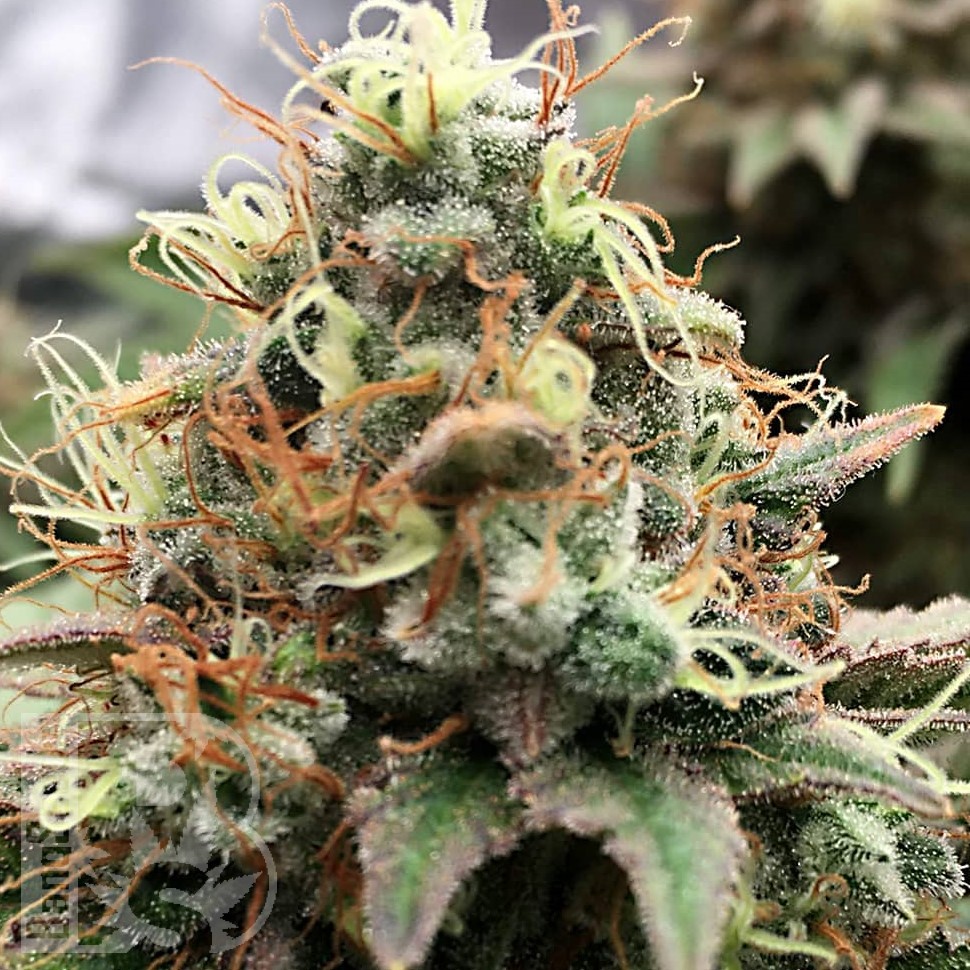 Семена конопли  Skunk Amsterdam feminised Ganja Seeds