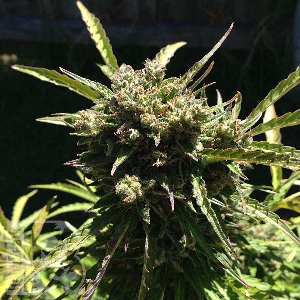 купить урожайные семена конопли Somango feminised