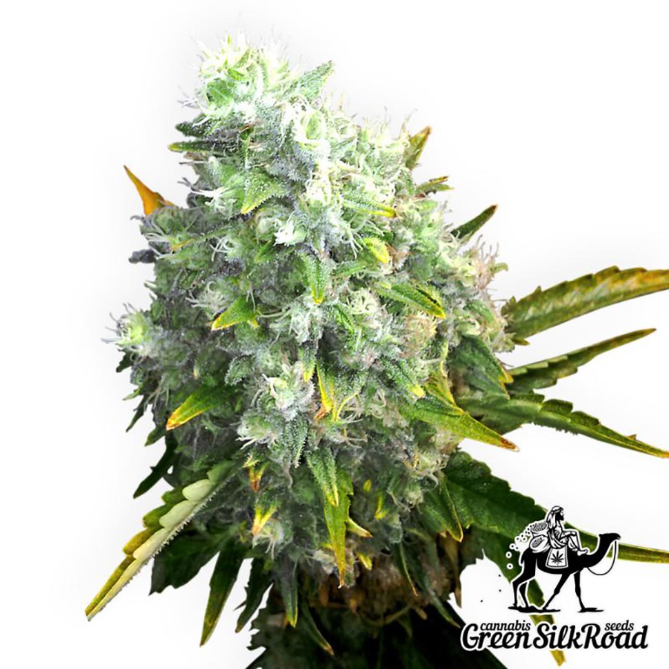 Семена каннабиса Auto OG Kush feminised Green Silk Road Seeds