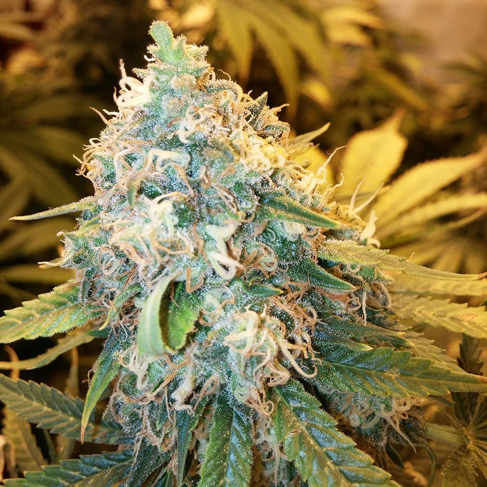 купить семена конопли дешево Auto OG Kush feminised купить семена конопли дешево Auto OG Kush feminised