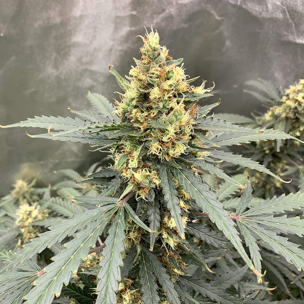 Семена конопли  Auto Critical feminised Victory Seeds