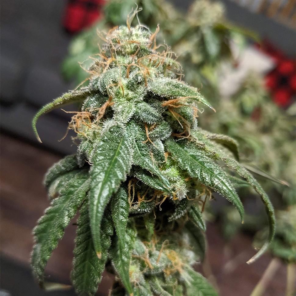 Семена марихуаны  Gorilla Glue feminised Ganja Seeds