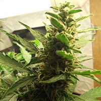 1024 feminised Ganja Seeds