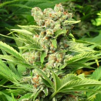 Skunk feminised Ganja Seeds