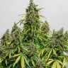 Семена марихуаны Black Domina x White Russian feminised Ganja Seeds Семена марихуаны Black Domina x White Russian feminised Ganja Seeds