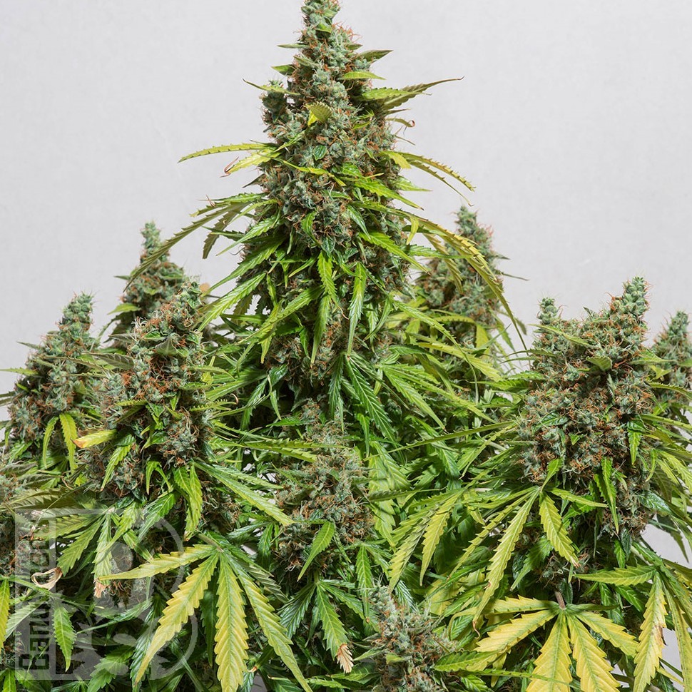 Семена марихуаны Black Domina x White Russian feminised Ganja Seeds Семена марихуаны Black Domina x White Russian feminised Ganja Seeds