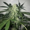 Семена марихуаны Black Domina x White Russian feminised Ganja Seeds Семена марихуаны Black Domina x White Russian feminised Ganja Seeds
