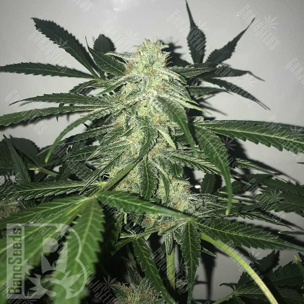 Семена марихуаны Black Domina x White Russian feminised Ganja Seeds Семена марихуаны Black Domina x White Russian feminised Ganja Seeds