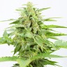 купить семена конопли с доставкой Auto Somango feminised купить семена конопли с доставкой Auto Somango feminised
