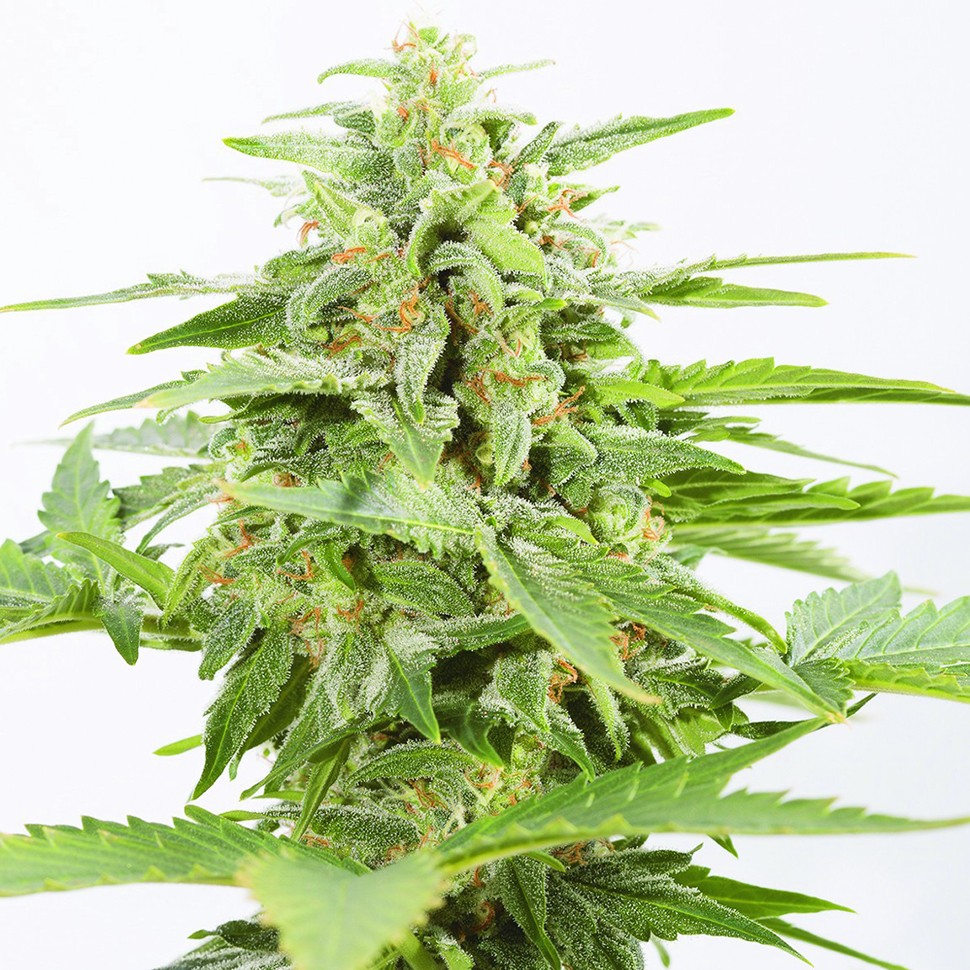 купить семена конопли с доставкой Auto Somango feminised купить семена конопли с доставкой Auto Somango feminised