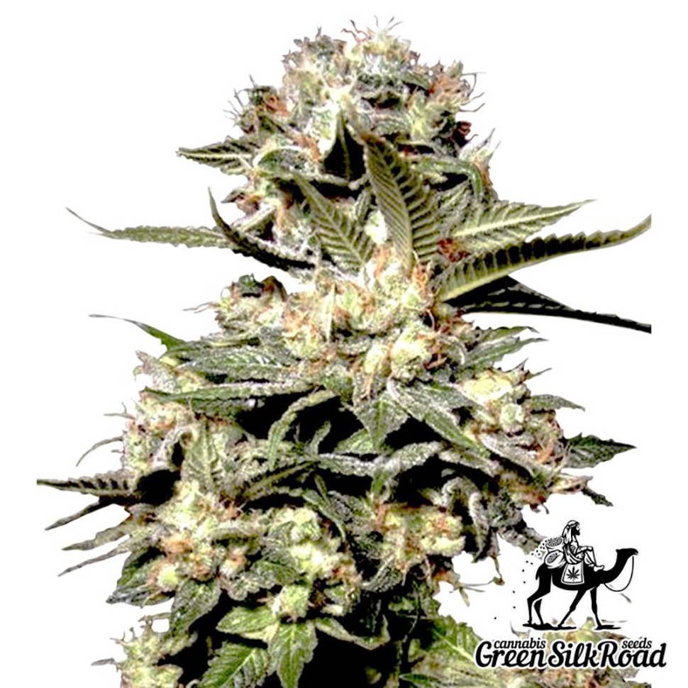 Семена каннабиса Auto Somango feminised Green Silk Road Seeds