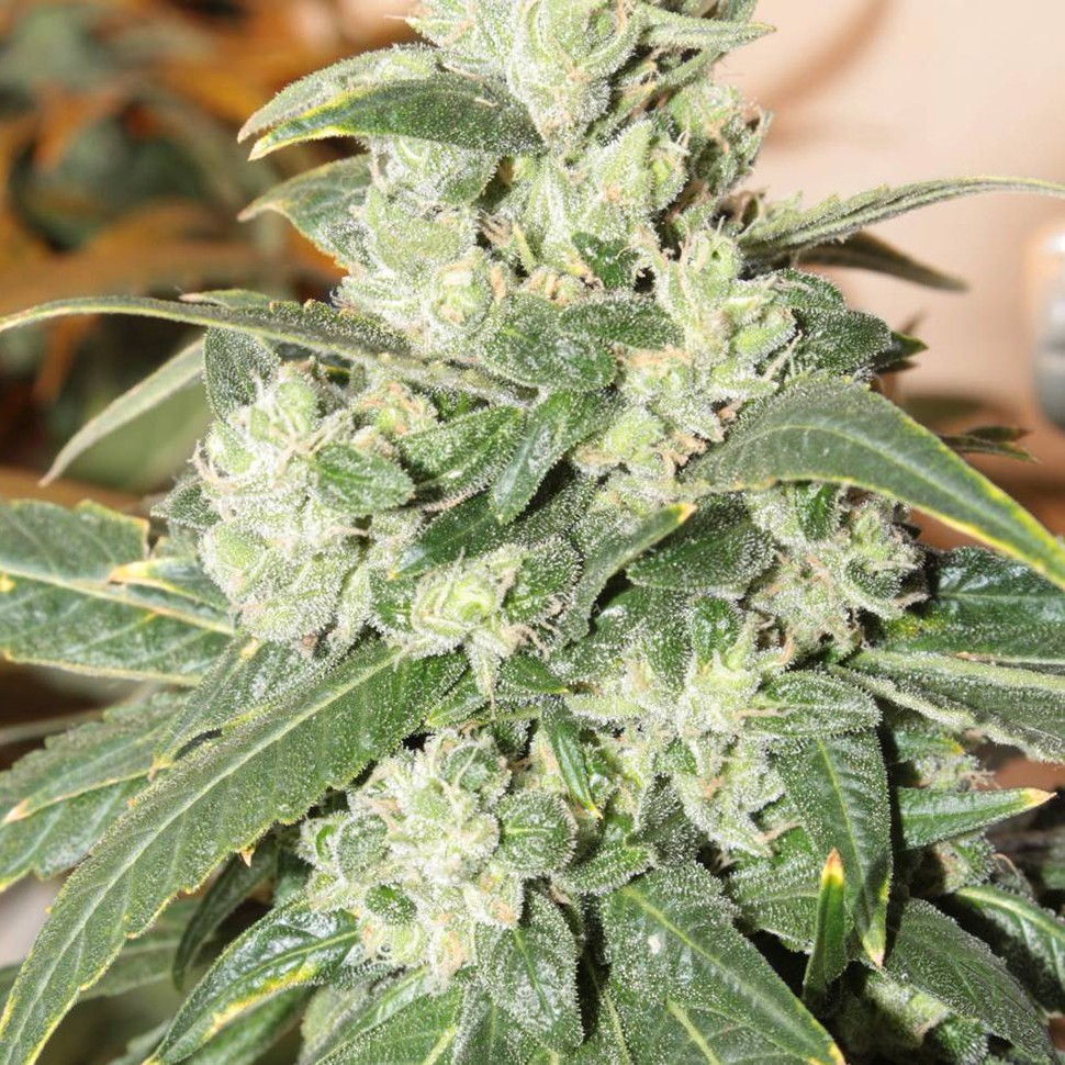 купить семена конопли в интернете Auto Somango feminised купить семена конопли в интернете Auto Somango feminised