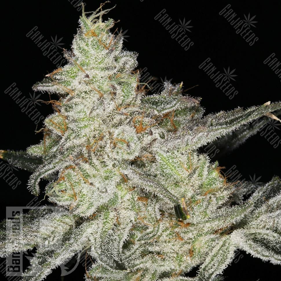 Семена ганжа  Кубанский убийца feminised Ganja Seeds