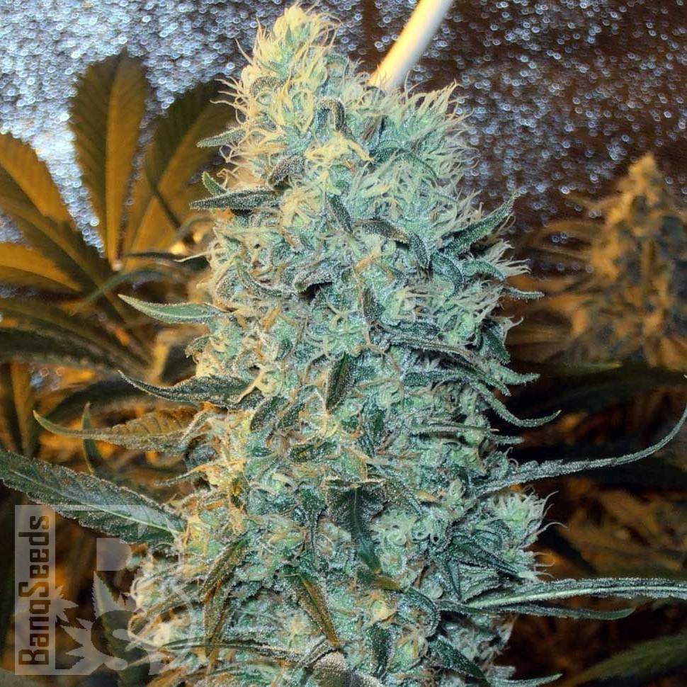 Семена каннабиса  Power Plant feminised Ganja Seeds