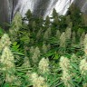 Семена каннабиса  Power Plant feminised Ganja Seeds