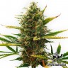 Auto Super Skunk feminised Green Silk Road Seeds