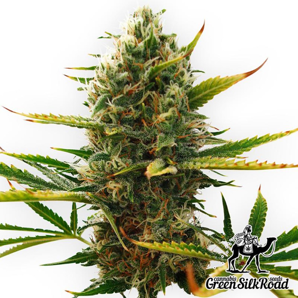 Семена марихуаны  Auto Super Skunk feminised Green Silk Road Seeds
