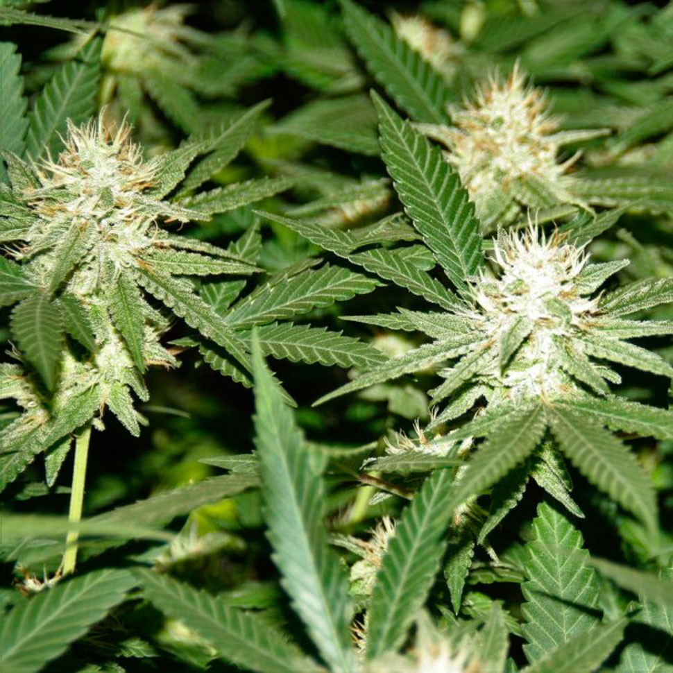 Семена конопли медицинских сортов White Lavender feminised Ganja Seeds