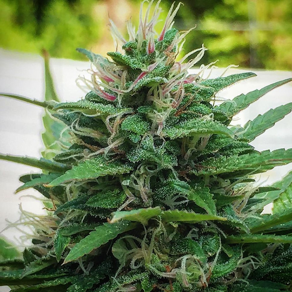 Недорогие семена конопли White Lavender feminised Ganja Seeds