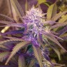 Семена каннабиса White Lavender feminised Ganja Seeds