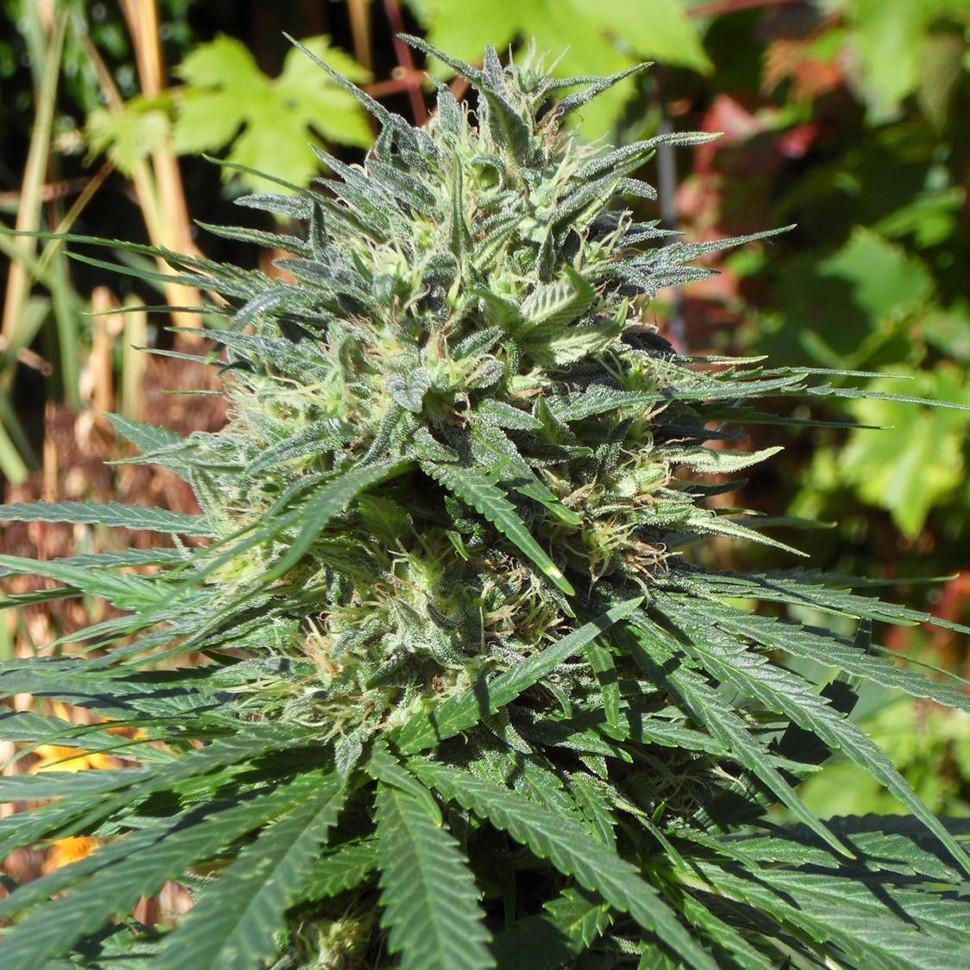 Качественные семена конопли White Lavender feminised Ganja Seeds