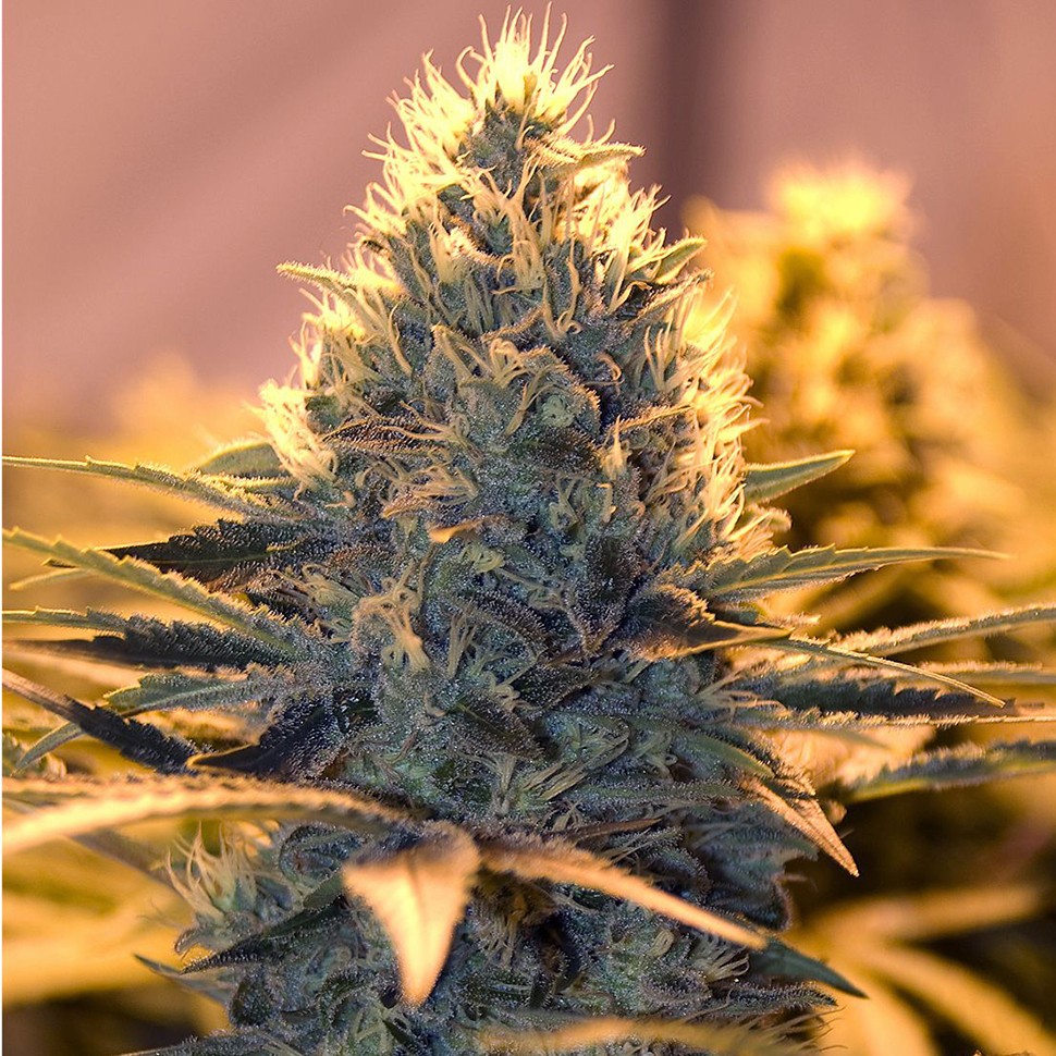 Семена  White Lavender feminised Ganja Seeds