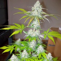 Auto Amnesia feminised Ganja Seeds