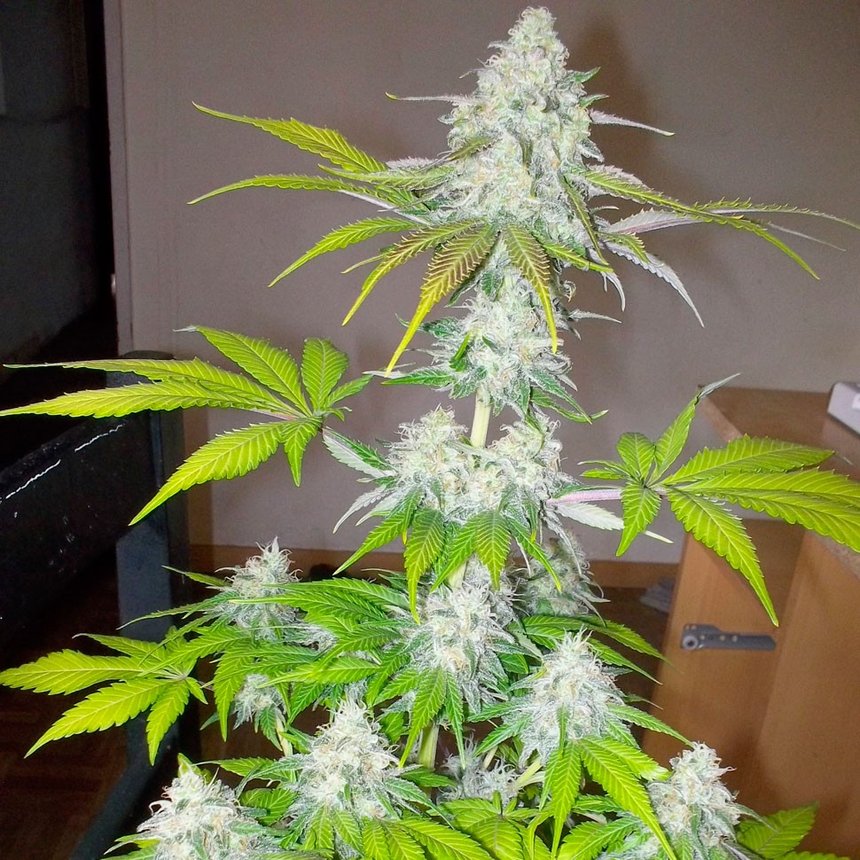 Семена каннабиса  Auto Amnesia feminised Ganja Seeds