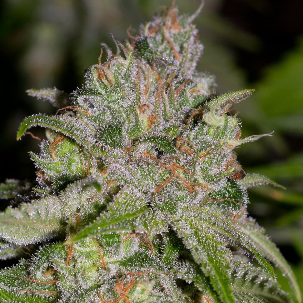 заказать семена конопли наложенным платежом Auto Sweet Tooth feminised заказать семена конопли наложенным платежом Auto Sweet Tooth feminised