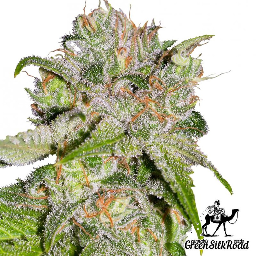 Семена марихуаны Auto Sweet Tooth feminised Green Silk Road Seeds