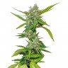 заказать качественные семена конопли Auto Sweet Tooth feminised заказать качественные семена конопли Auto Sweet Tooth feminised