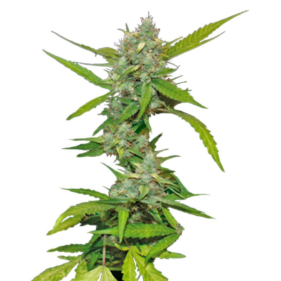 заказать качественные семена конопли Auto Sweet Tooth feminised заказать качественные семена конопли Auto Sweet Tooth feminised