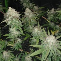 Auto Jack Hammer feminised Victory Seeds