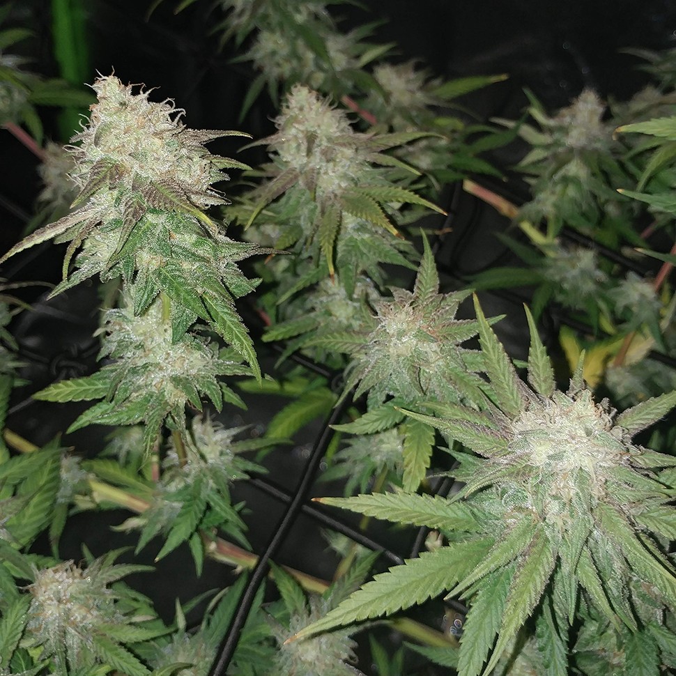 Семена  Auto Jack Hammer feminised Victory Seeds