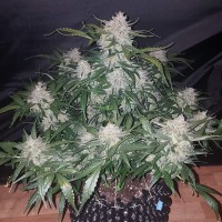 Auto Anesthesia feminised Ganja Seeds