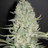 Семена  Narkush feminised Ganja Seeds