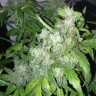 Семена каннабиса  Auto Lowryder #2 feminised Ganja Seeds
