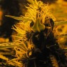 Семена каннабиса  Auto Lowryder #2 feminised Ganja Seeds