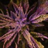 Семена каннабиса  Auto Lowryder #2 feminised Ganja Seeds