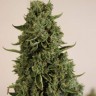 Семена каннабиса  Auto Lowryder #2 feminised Ganja Seeds