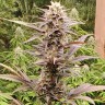Семена каннабиса  Auto Lowryder #2 feminised Ganja Seeds