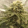Семена конопли  Jack Herer regular Ganja Seeds