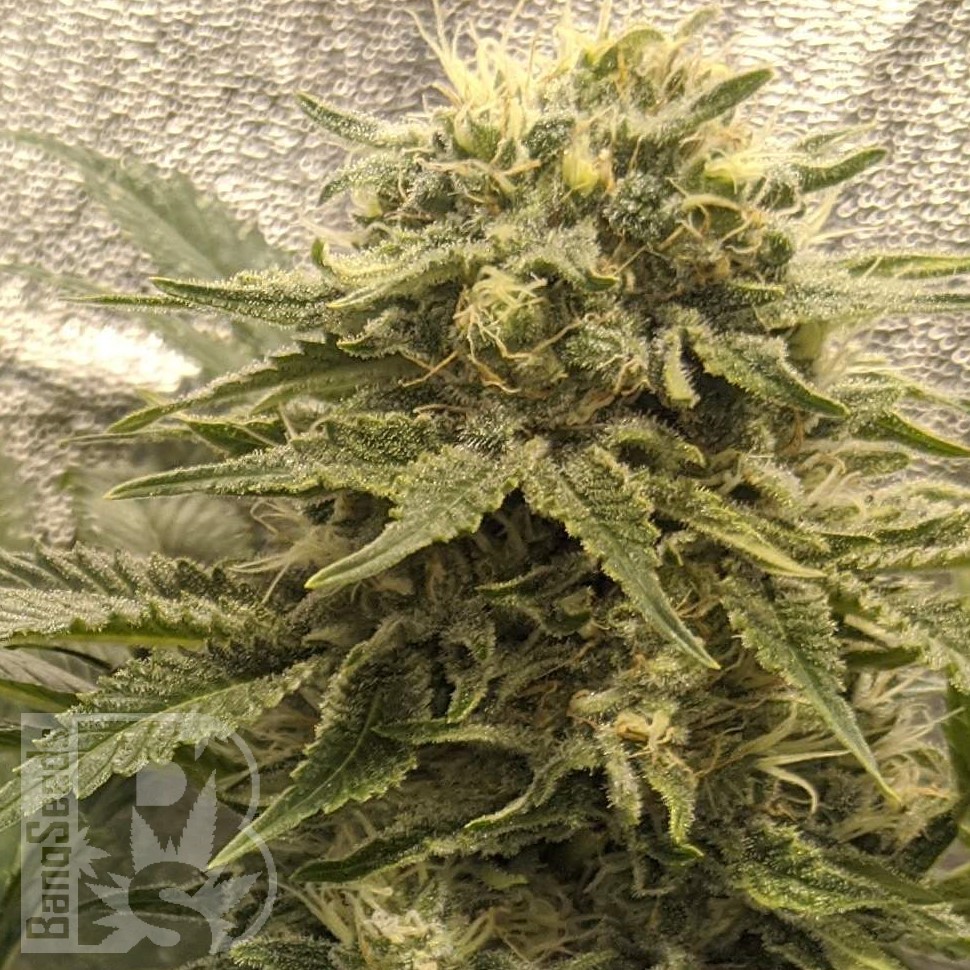 Семена конопли  Jack Herer regular Ganja Seeds