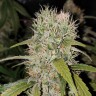 Семена конопли  Jack Herer regular Ganja Seeds
