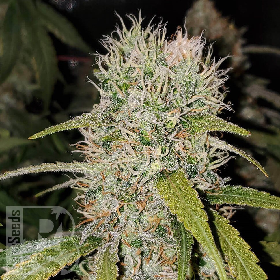 Семена конопли  Jack Herer regular Ganja Seeds