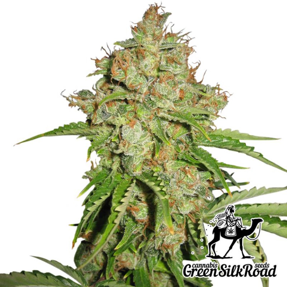 Семена ганжа Auto White Russian feminised Green Silk Road Seeds
