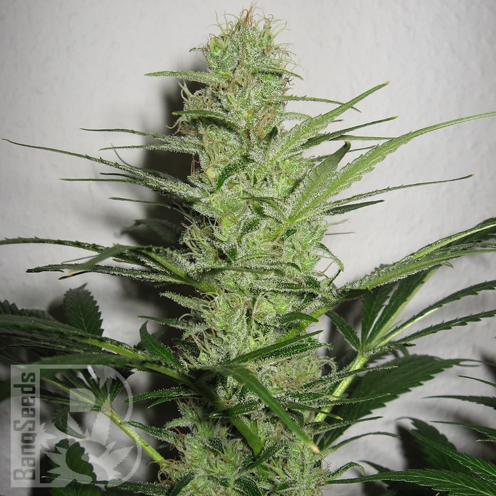 заказать семена конопли автоцвет Auto White Russian feminised заказать семена конопли автоцвет Auto White Russian feminised